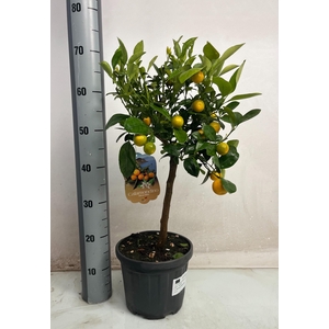 CITR MICROCARPA