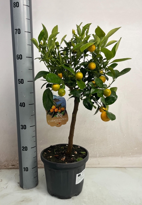 <h4>CITR MICROCARPA</h4>