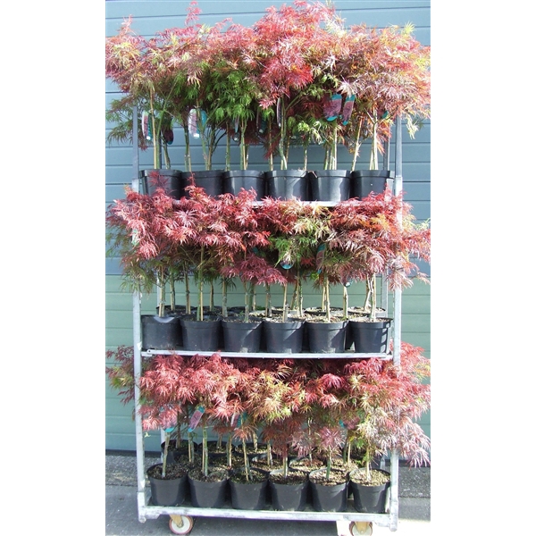 <h4>Acer palmatum 'Garnet' P23 Full CC</h4>