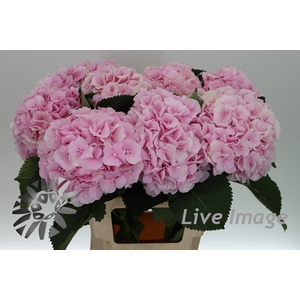 Hydrangea verena