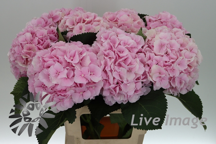 <h4>Hydrangea verena</h4>