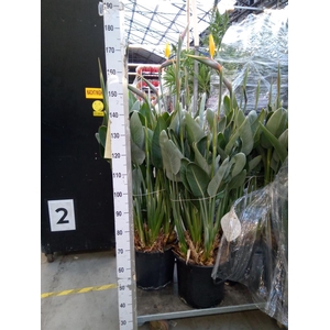 Strelitzia reg.