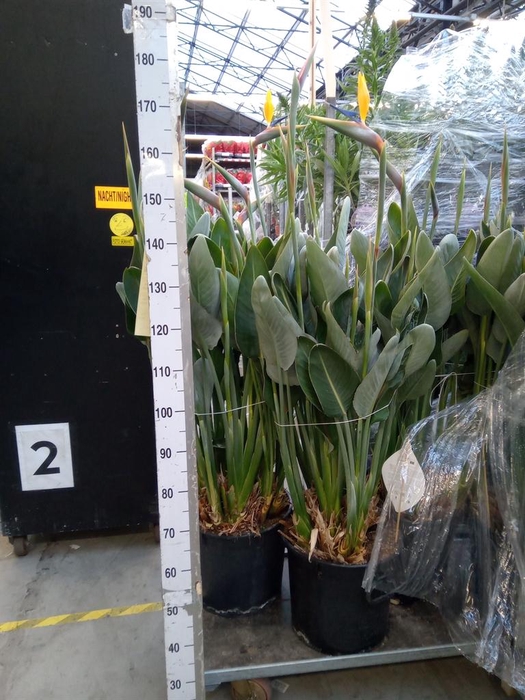 <h4>Strelitzia reg.</h4>