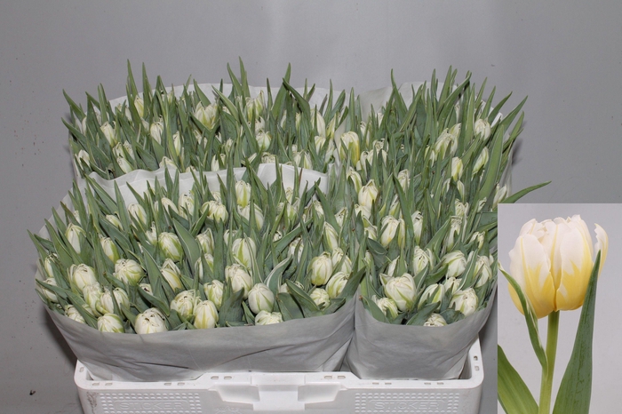 <h4>TU DU PASSWORD</h4>