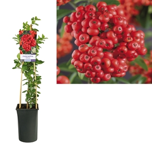 Pyracantha 'Mohave' +light label