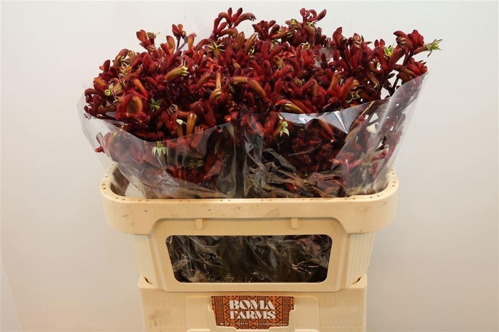 <h4>ANIGOZ EARLY SPRING</h4>