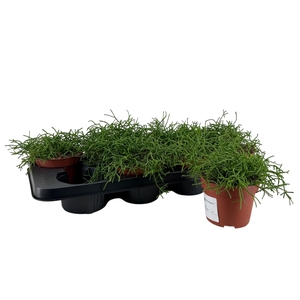 RHIPSALIS EASY SWEET