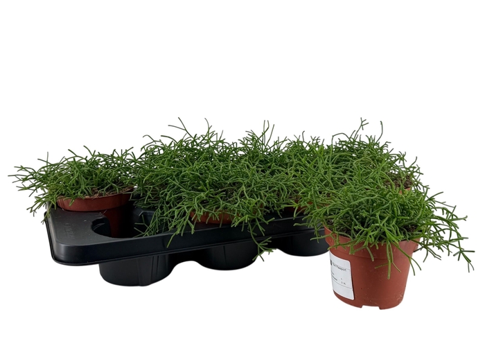 <h4>RHIPSALIS EASY SWEET</h4>