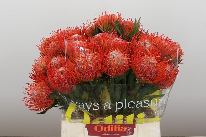 <h4>Nutans Tango</h4>