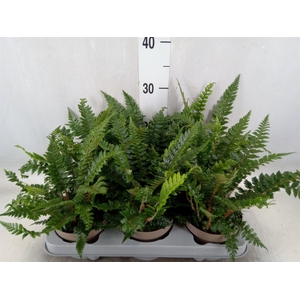 Polystichum tsus-simense