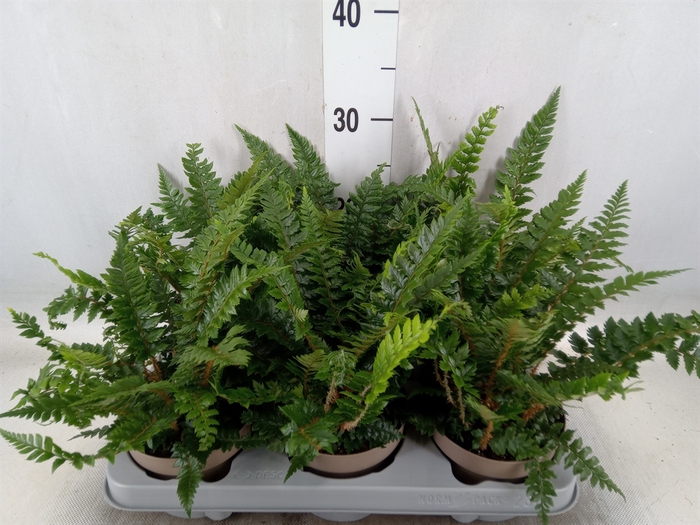 <h4>Polystichum tsus-simense</h4>