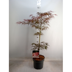 Acer palmatum 'Garnet'