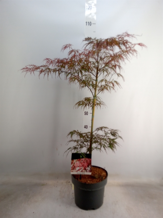 <h4>Acer palmatum 'Garnet'</h4>