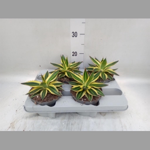 Agave lophantha 'Quadricolor'