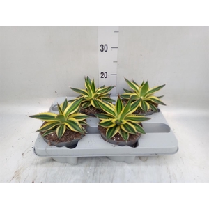 Agave lophantha 'Quadricolor'