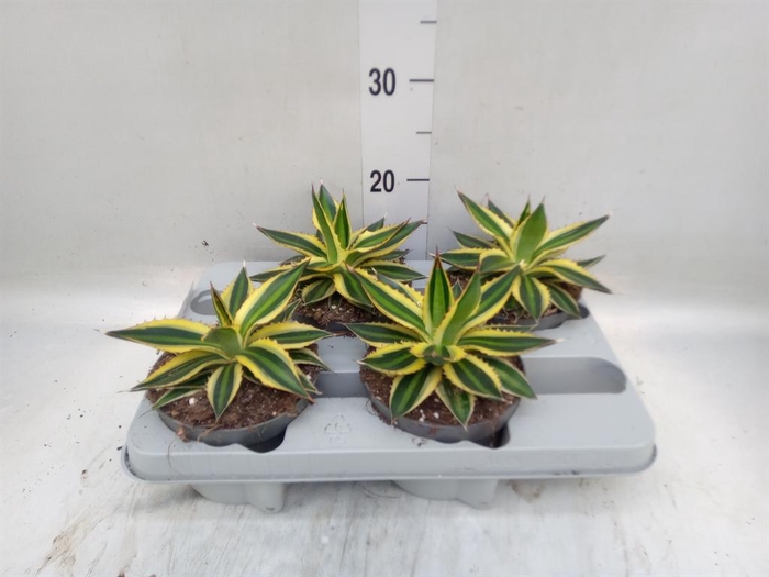 <h4>Agave lophantha 'Quadricolor'</h4>