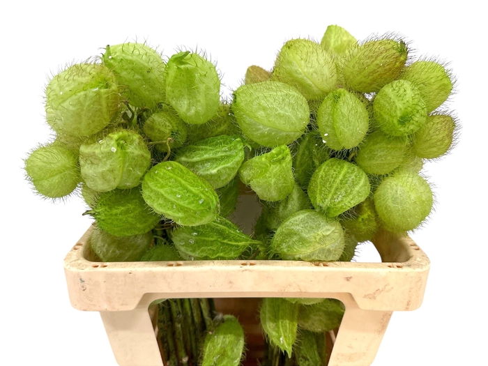 <h4>GOM FR MOBY DICK</h4>