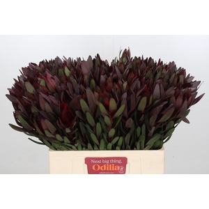 Leucadendron Saf Sunset Dark R.