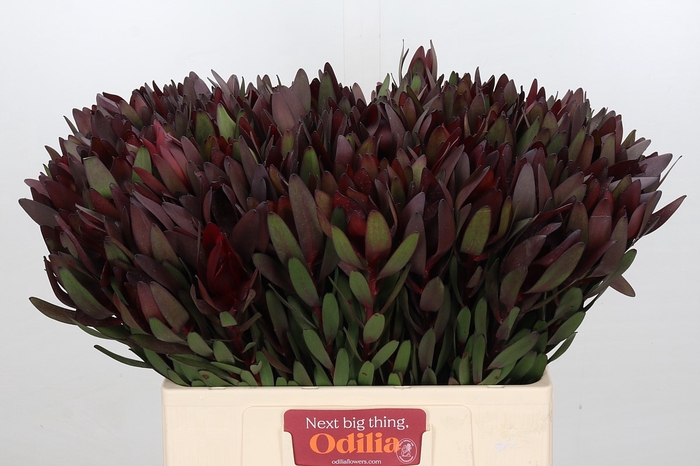 <h4>Leucadendron Saf Sunset Dark R.</h4>