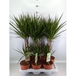 Dracaena marg.