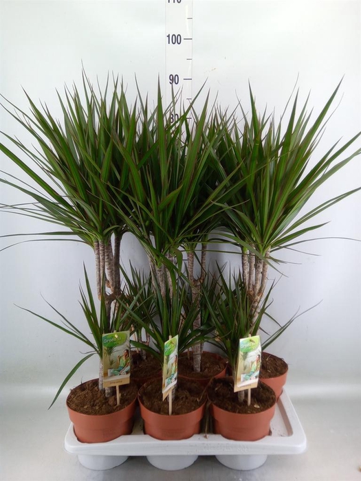 <h4>Dracaena marg.</h4>