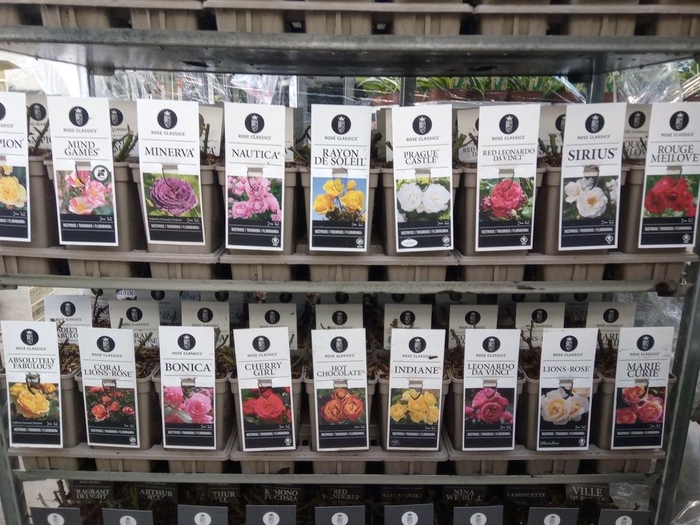 <h4>Rosa FL  ...</h4>