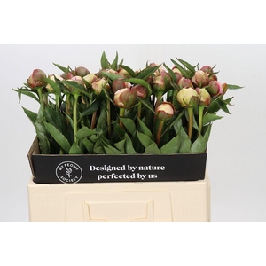 Paeonia alertie
