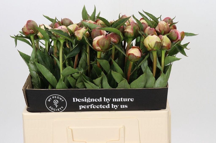 <h4>Paeonia alertie</h4>