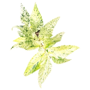 Pellionia repens variegata