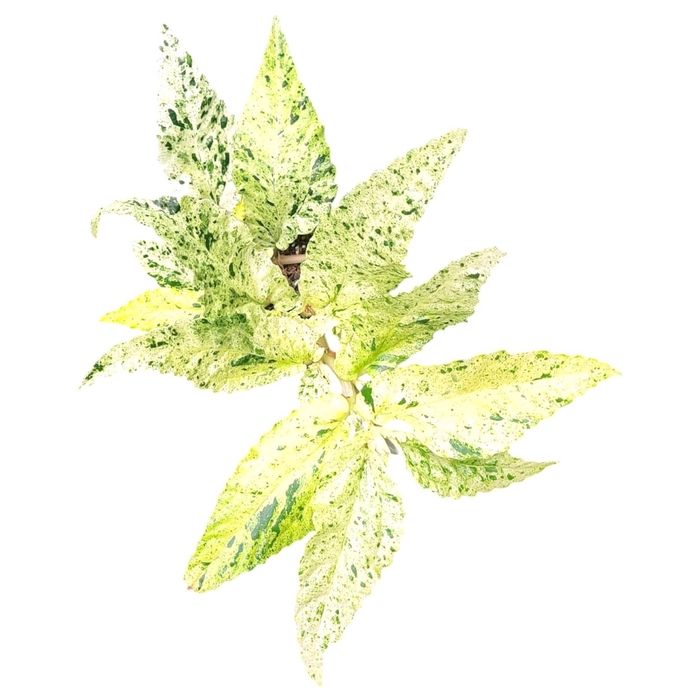 <h4>Pellionia repens variegata</h4>