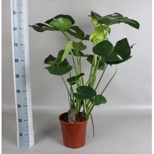 MONSTERA DELICIOSA