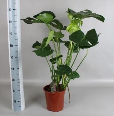 <h4>MONSTERA DELICIOSA</h4>