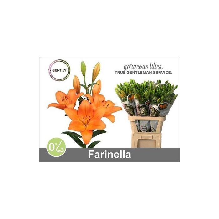 <h4>Li La Farinella</h4>