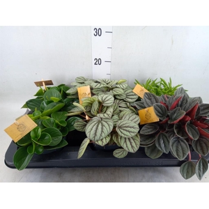 Peperomia   ...mix