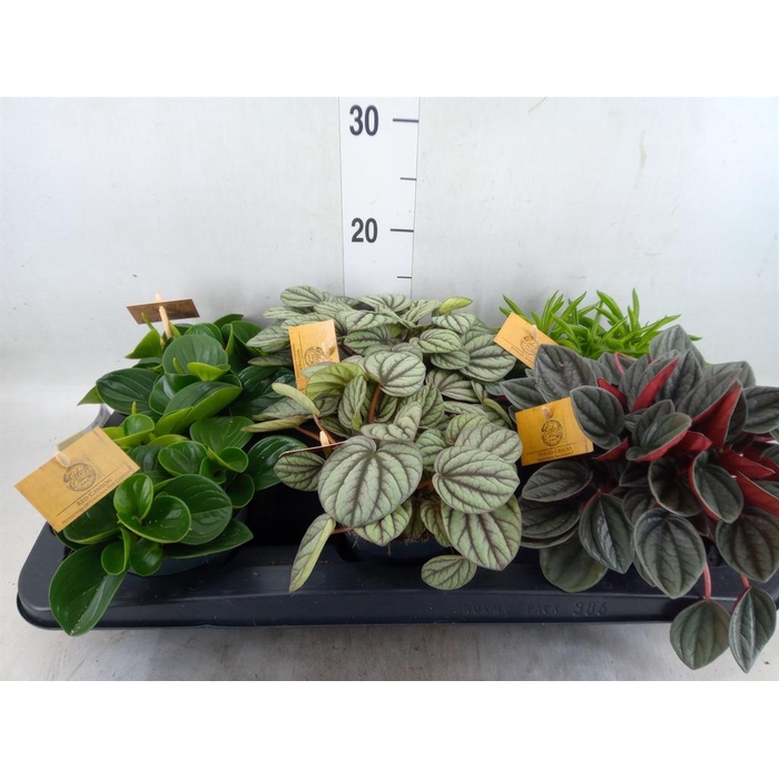<h4>Peperomia   ...mix</h4>