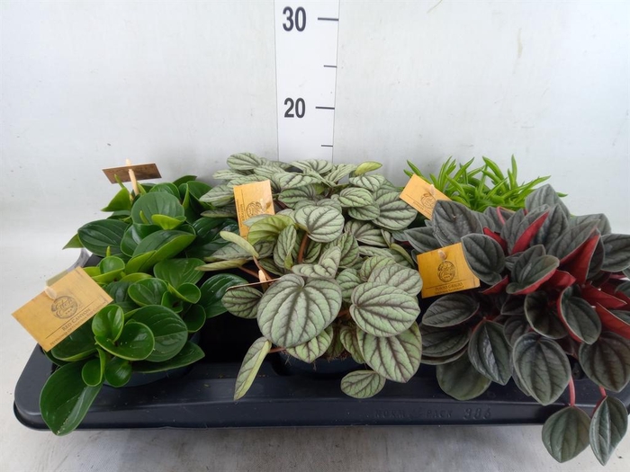 Peperomia   ...mix
