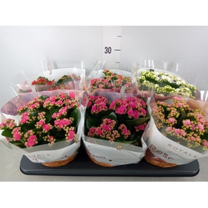 Kalanchoe blos. 'RoyalDon'   ..mix