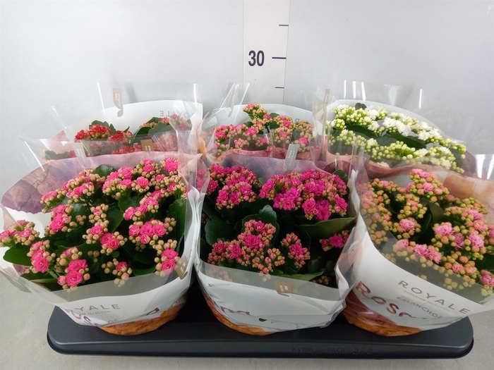 <h4>Kalanchoe blos. 'RoyalDon'   ..mix</h4>