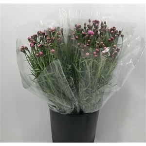 Centau Pink Ex Rosa