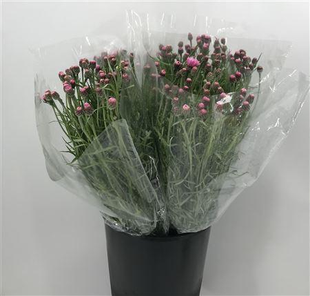 <h4>Centau Pink Ex Rosa</h4>
