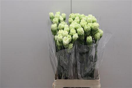 <h4>Di St Goblin</h4>