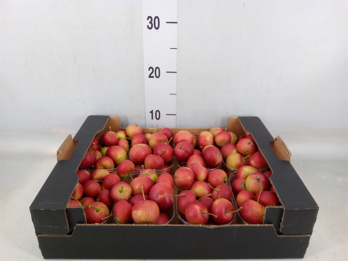 <h4>Malus   .../bak</h4>