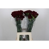 Dianthus St Zurigo