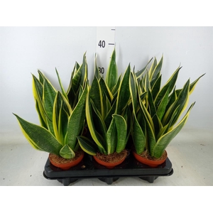 Sansevieria  'Star Canary'