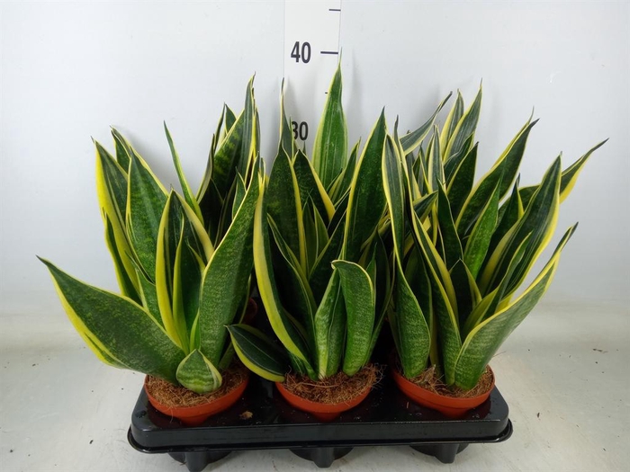 <h4>Sansevieria  'Star Canary'</h4>