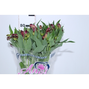 ALSTROEMERIA NAPOLI 080 CM