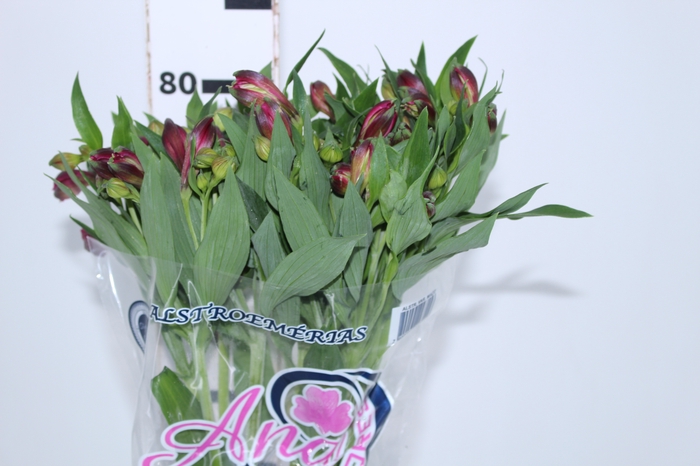 ALSTROEMERIA NAPOLI 080 CM