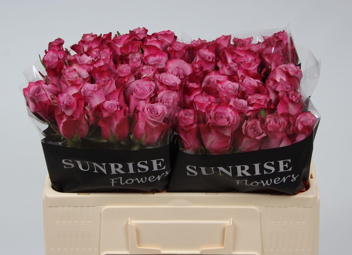 <h4>R GR DEEP PURPLE</h4>