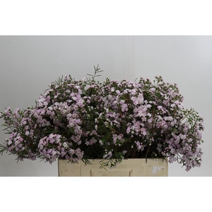 Chamelaucium Dancing Queen