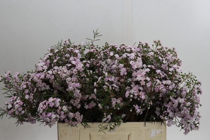 Chamelaucium Dancing Queen